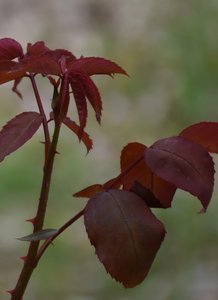 Lively Willow