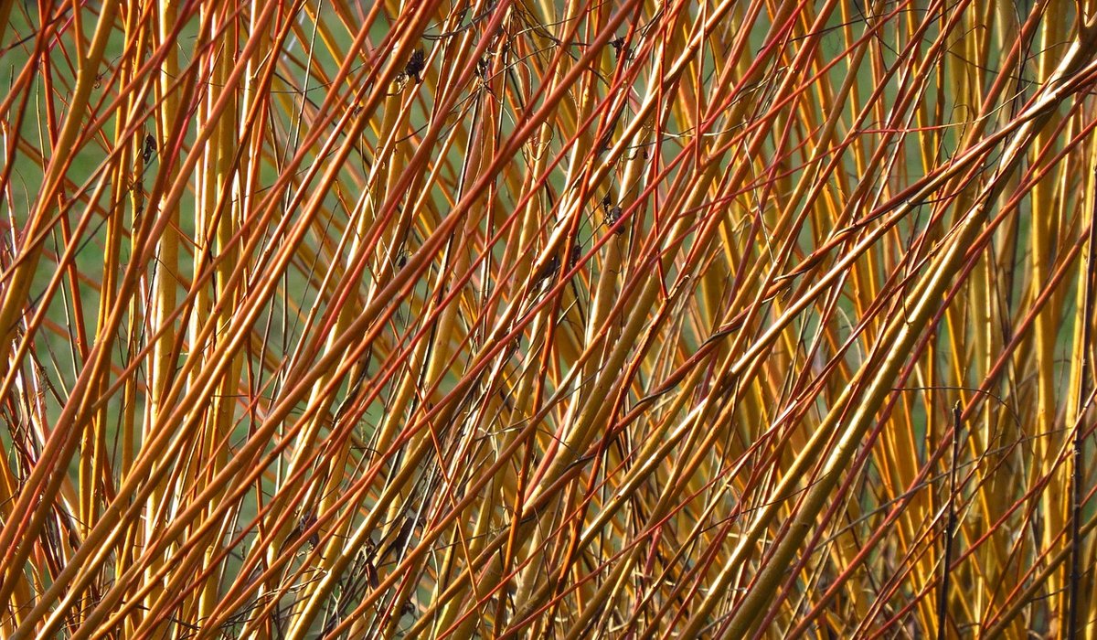 Lively Willow